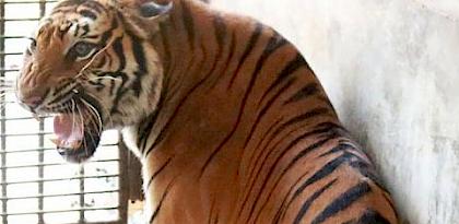 A Tiger growls in its cage at the breeding facility © DNP Thailand