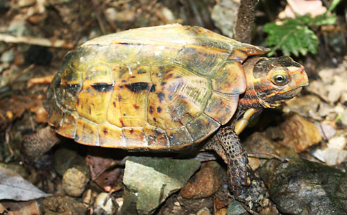 日本首次强调珍稀龟类保护