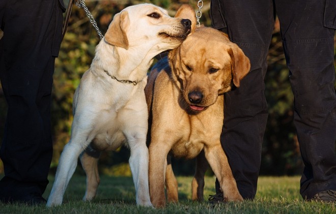 拉布拉多犬中的“战斗”犬