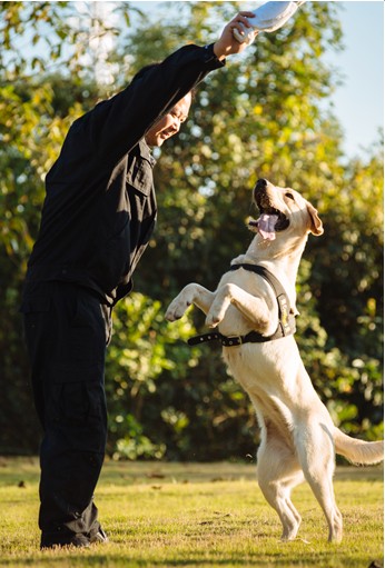 拉布拉多犬中的“战斗”犬