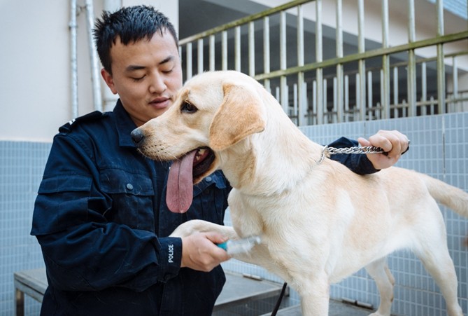 拉布拉多犬中的“战斗”犬