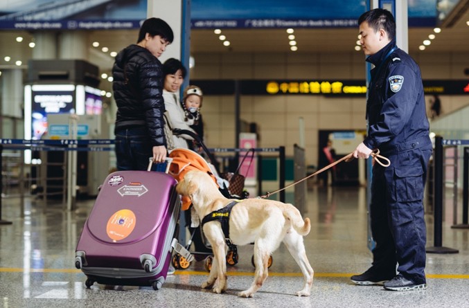 拉布拉多犬中的“战斗”犬