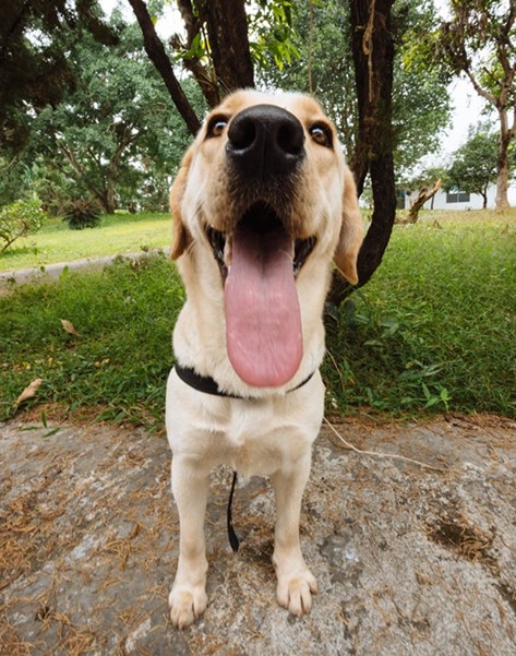 拉布拉多犬中的“战斗”犬