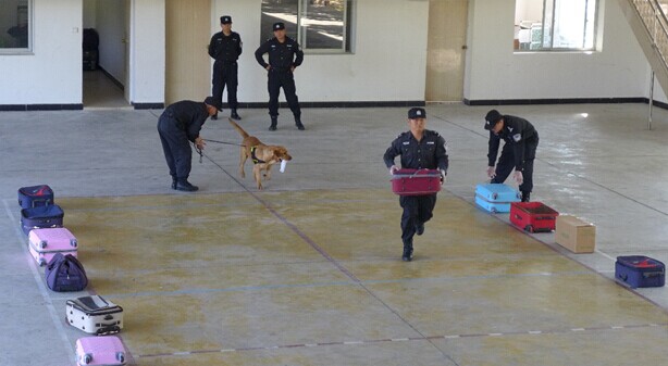 TRAFFIC 与中国海关共同扩大“野生物搜查犬”在中国的影响力