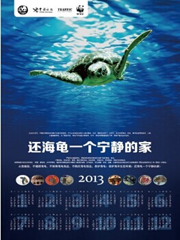 TRAFFIC与广西濒管办长期合作打击北海非法海龟贸易