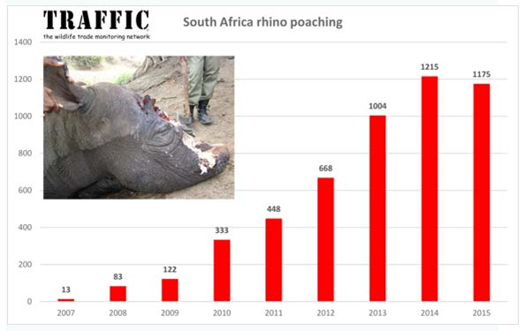 015年南非犀牛盗猎虽略有减少但整体情况仍未乐观"/