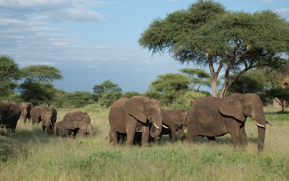 017年中国实现象牙禁贸是对保护非洲大象的重大利好"/