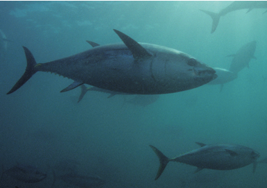 经DNA检验证实上海餐厅供应濒危海洋物种-南方蓝鳍金枪鱼