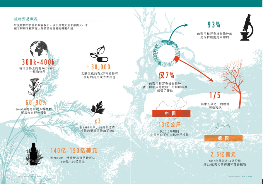 新报告强调野生药用和芳香植物在全球贸易中的重要性