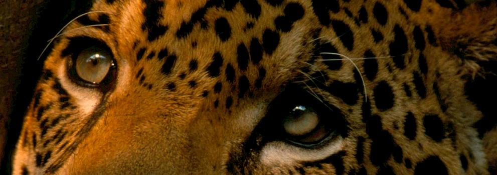 恶性循环：新报告强调了巴西普遍存在的野生动物走私问题