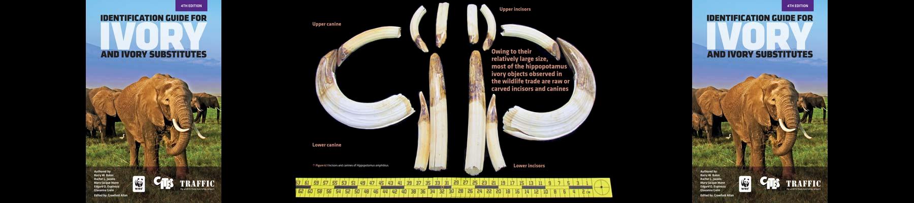 CITES、TRAFFIC和WWF共同发布了新版走私象牙鉴定指南