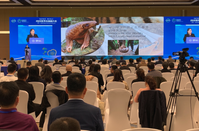TRAFFIC助力2020世界木材与木制品贸易大会与国际阔叶木大会