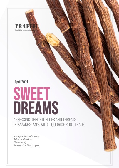 甜蜜的梦：哈萨克斯坦野生甘草的可持续贸易以及威胁（译）