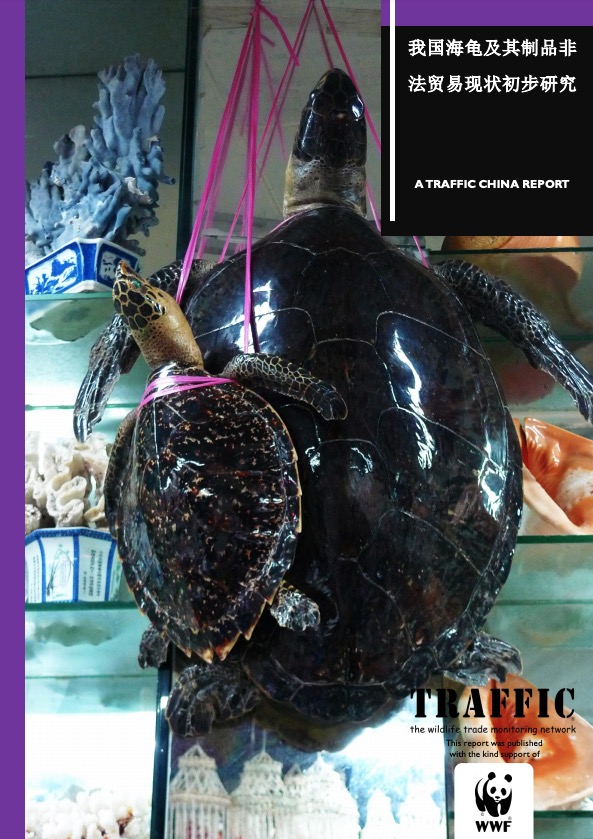 我国海龟及其制品非法贸易现状初步研究