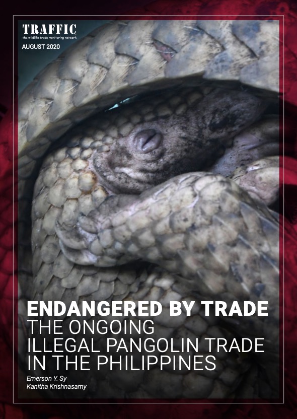 Endangered By Trade -the Ongoing Illegal Pangolin Trade In The Philippines