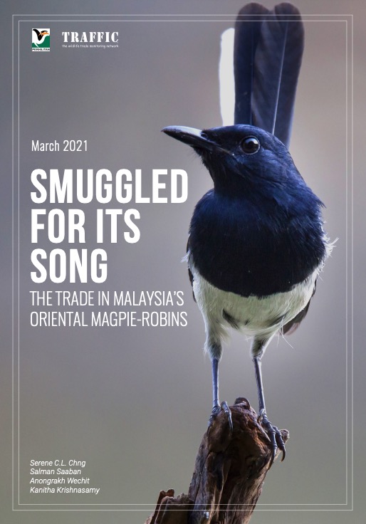 因歌声被卷入走私：马来西亚的非法鹊鸲贸易（译）