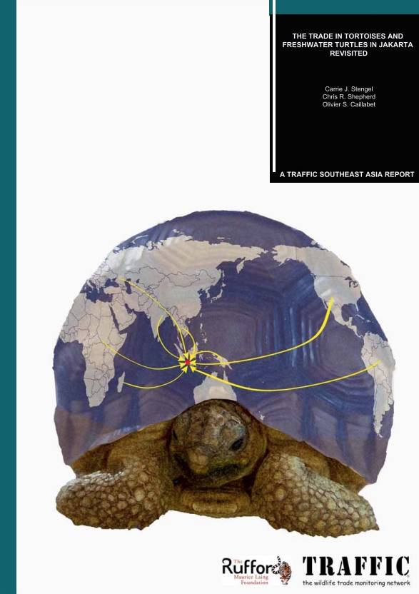 再访雅加达龟类贸易市场研究