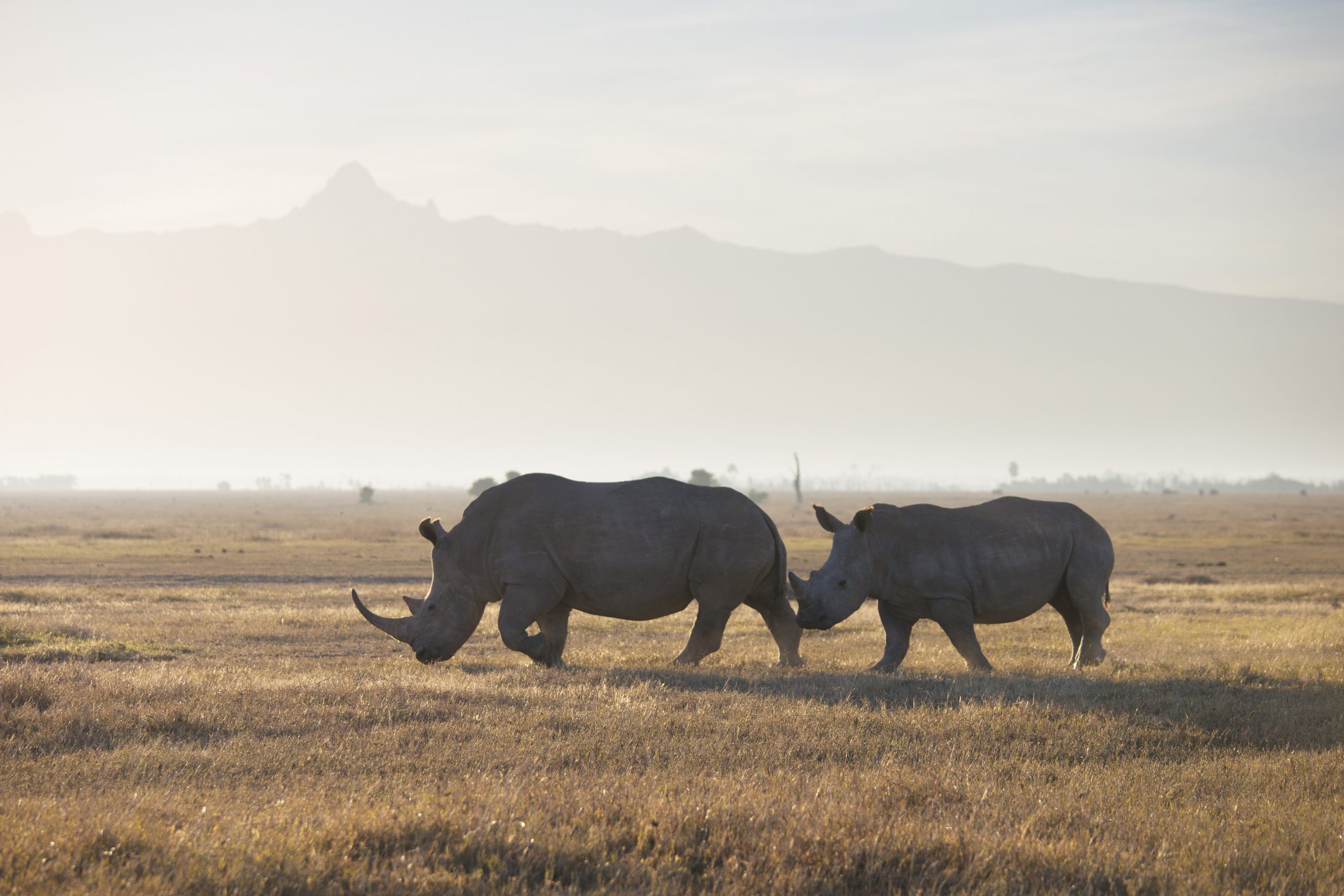 White Rhinoceros