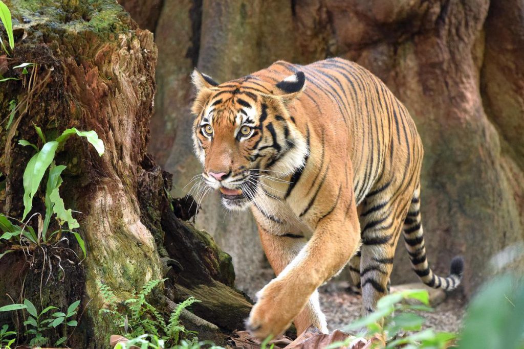 022年虎年：采取紧急行动，拯救处在灭绝边缘的老虎"