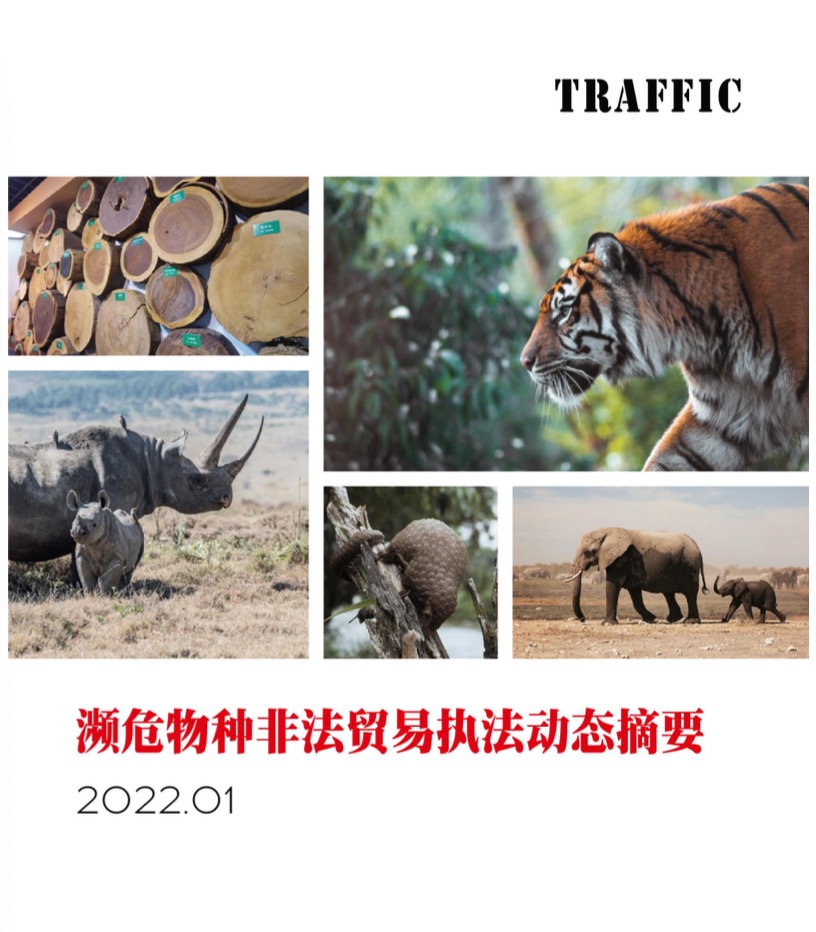 濒危物种非法贸易执法动态摘要（2022年1月）