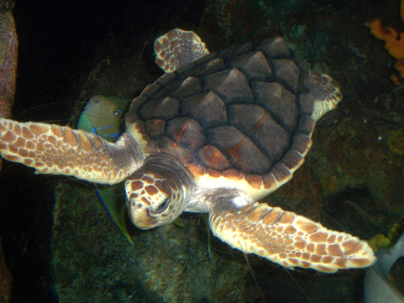 loggerhead sea turtle