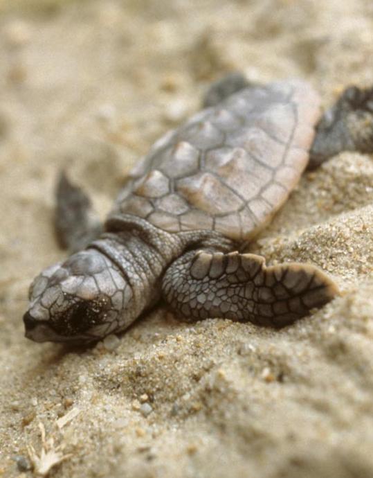 loggerhead sea turtle